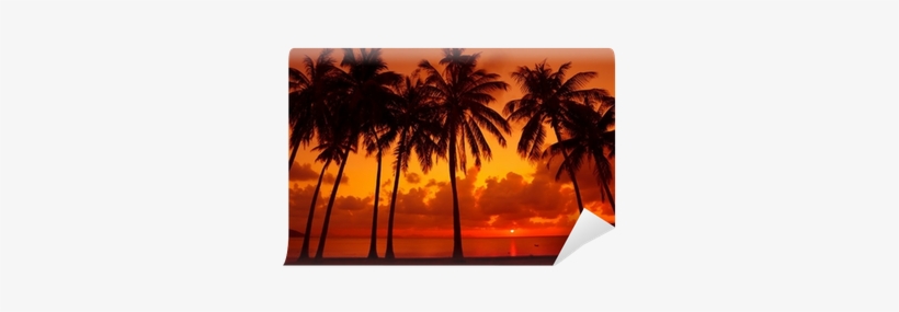 Palm Trees Silhouette On Tropical Beach At - Photograph, transparent png #345681