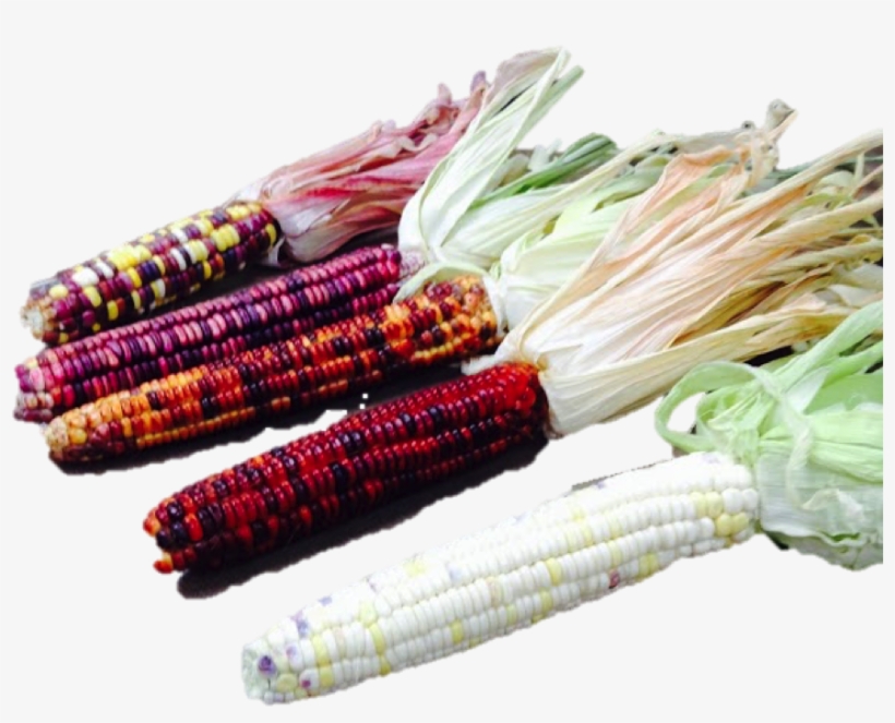Group Of Corn, transparent png #345866
