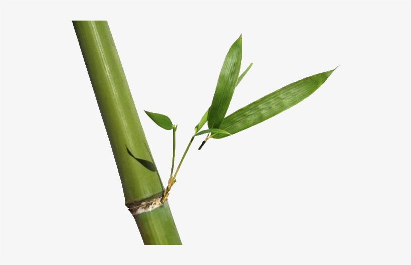 Bamboo & Rosehip Natural Foaming Facial Scrub, transparent png #346039