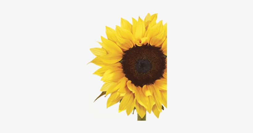 Sunflower - Sunflower Painting Png, transparent png #346206