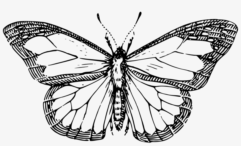 Butterfly Black And White Butterfly Clipart Png Line Drawing Of A Butterfly Free Transparent Png Download Pngkey