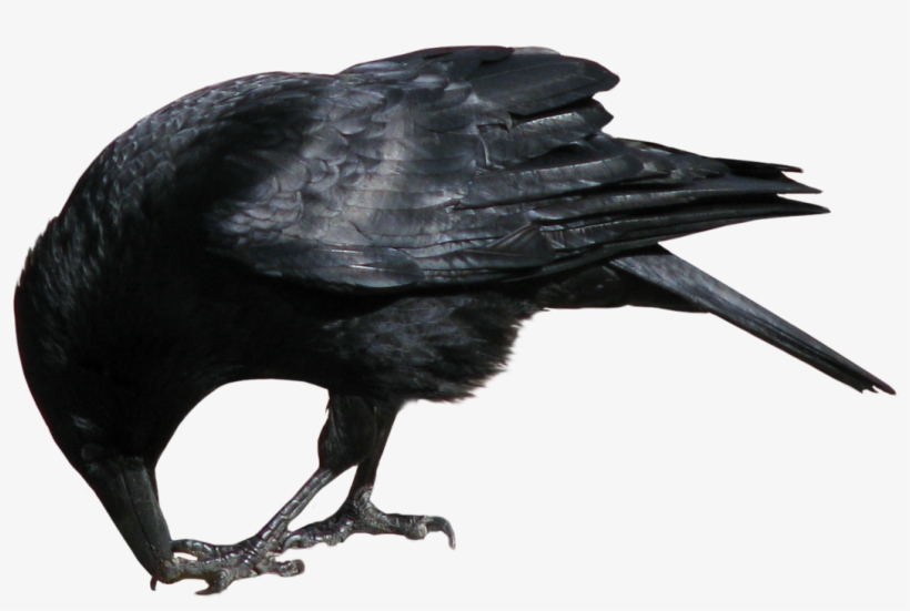 Crow Png, transparent png #346515