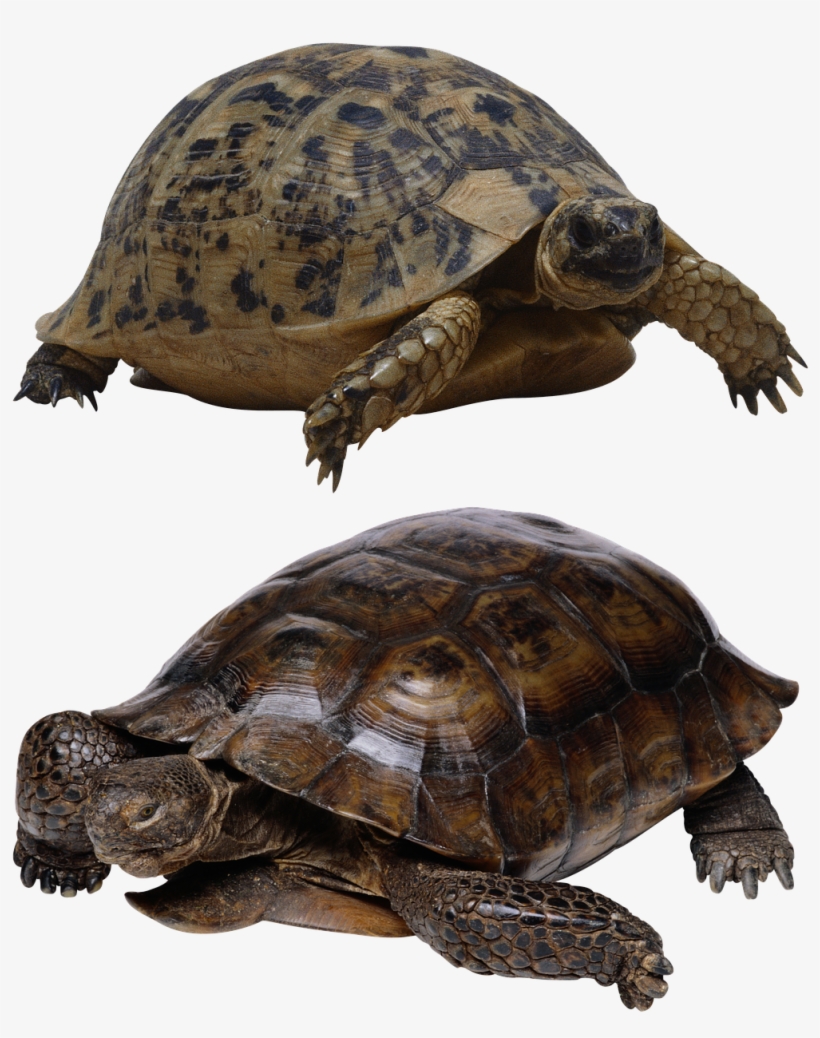 Turtle Isolated Tortoise - Crayola Educational Board Book My First Of Pets I Love, transparent png #347372
