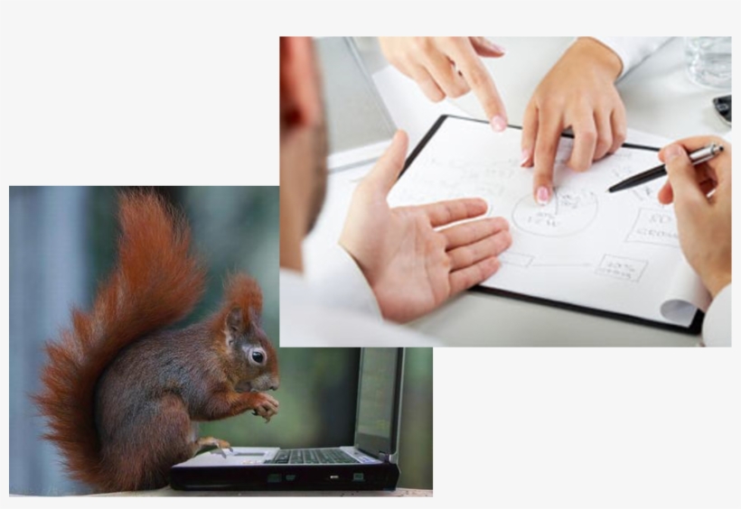 Squirrel - Eurasian Red Squirrel, transparent png #347394