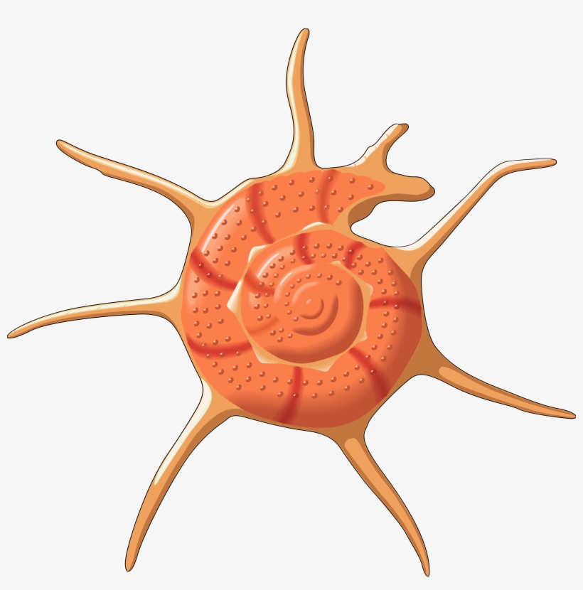 Free Icons Png - Vector Seashell Png, transparent png #348368