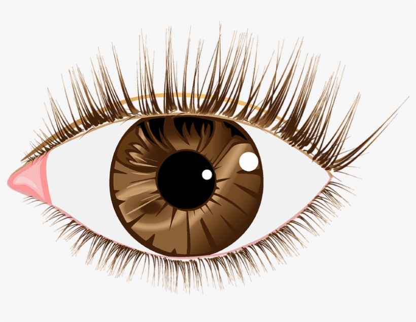 Eye Lashes Images - Brown Eyes Png Transparent, transparent png #348873