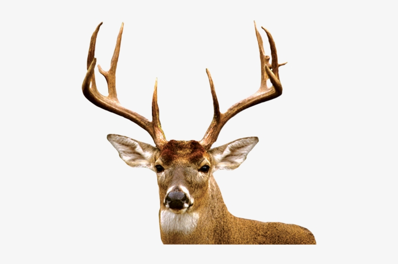 Deer - Meibomian Gland, transparent png #348962