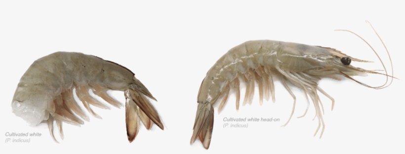 Sea, transparent png #349366