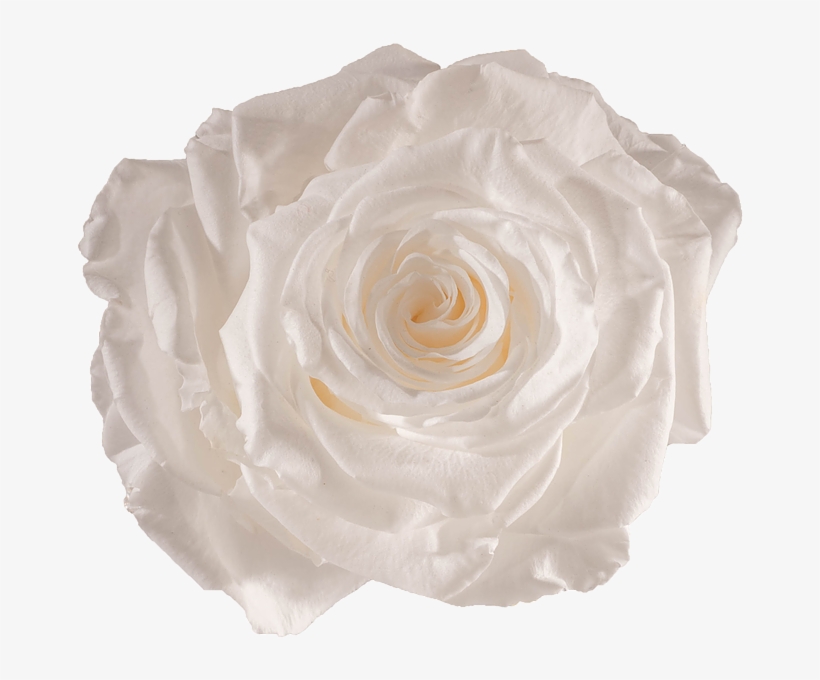 Preserved Rose Pure White - Rose, transparent png #349534