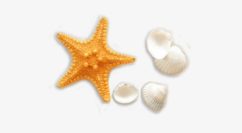 Seashell Vector Png Hermosa Beach Vacation Packages - Seashells And Starfishes Pattern, transparent png #349553
