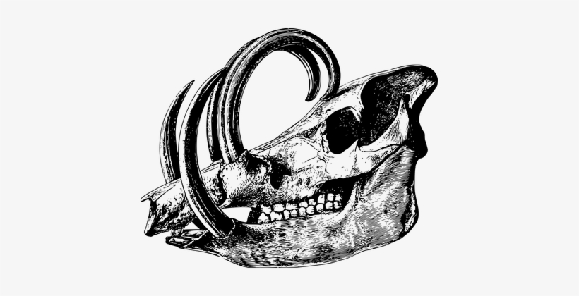 Animal Bone Head Mammal Skeleton Skull Ske - Anatomical Animal Skeleton Mugs, transparent png #349677