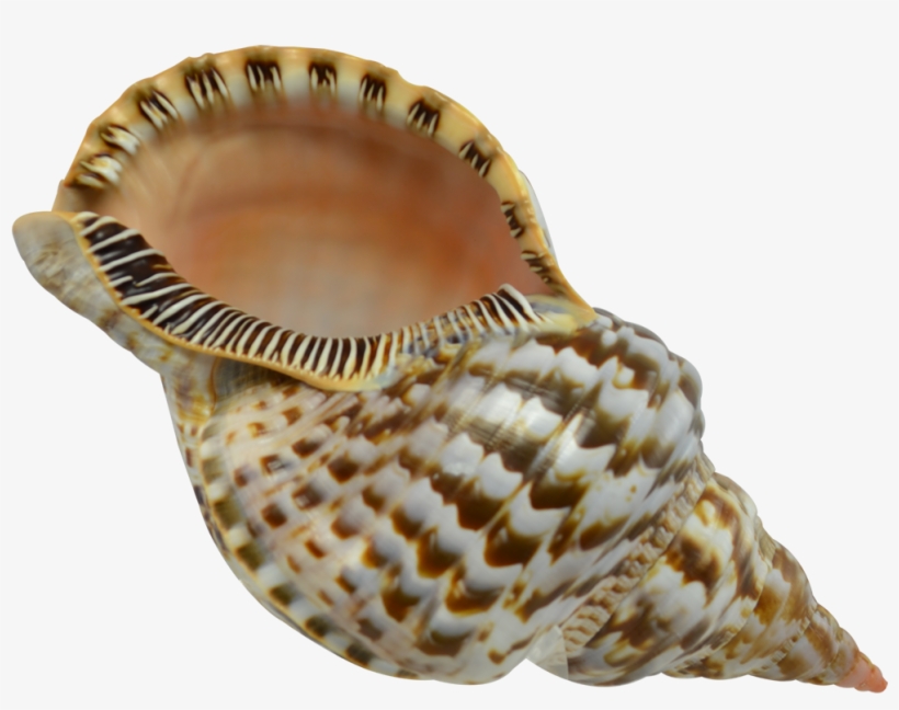 More Views - Extra Large Triton Decorative Shell Seashell 8-9", transparent png #3400846