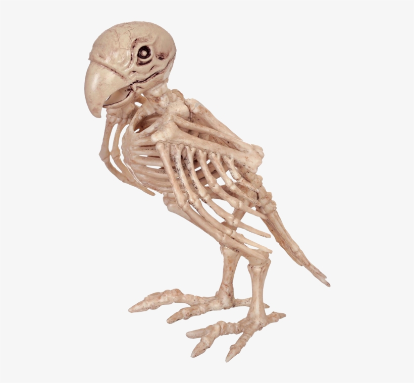 Skeleton Parrot - Parrot Skeleton, transparent png #3401689
