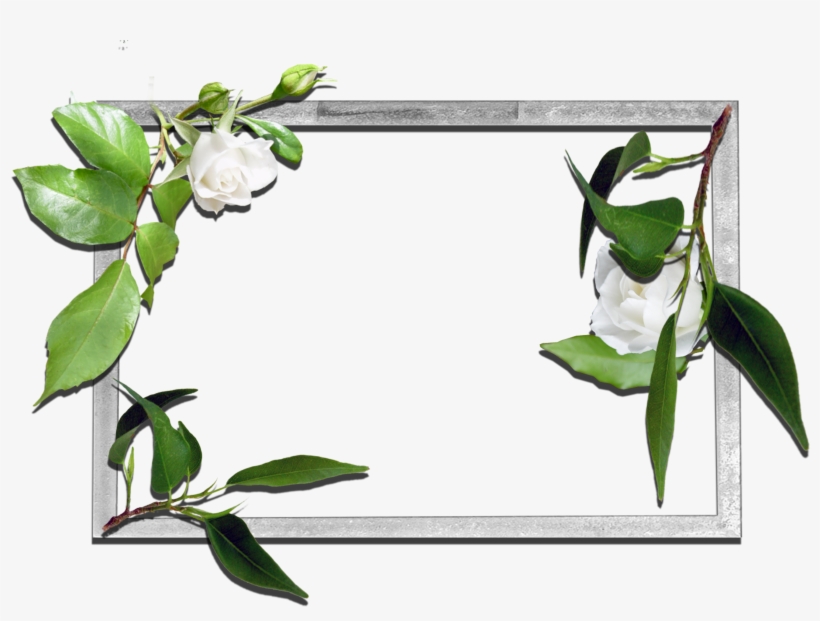 Frames Flowers Transparent Png, transparent png #3401754