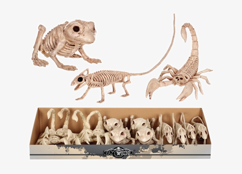 Skeleton - Seasons (hk) Ltd. Skeleton Frog, transparent png #3401809