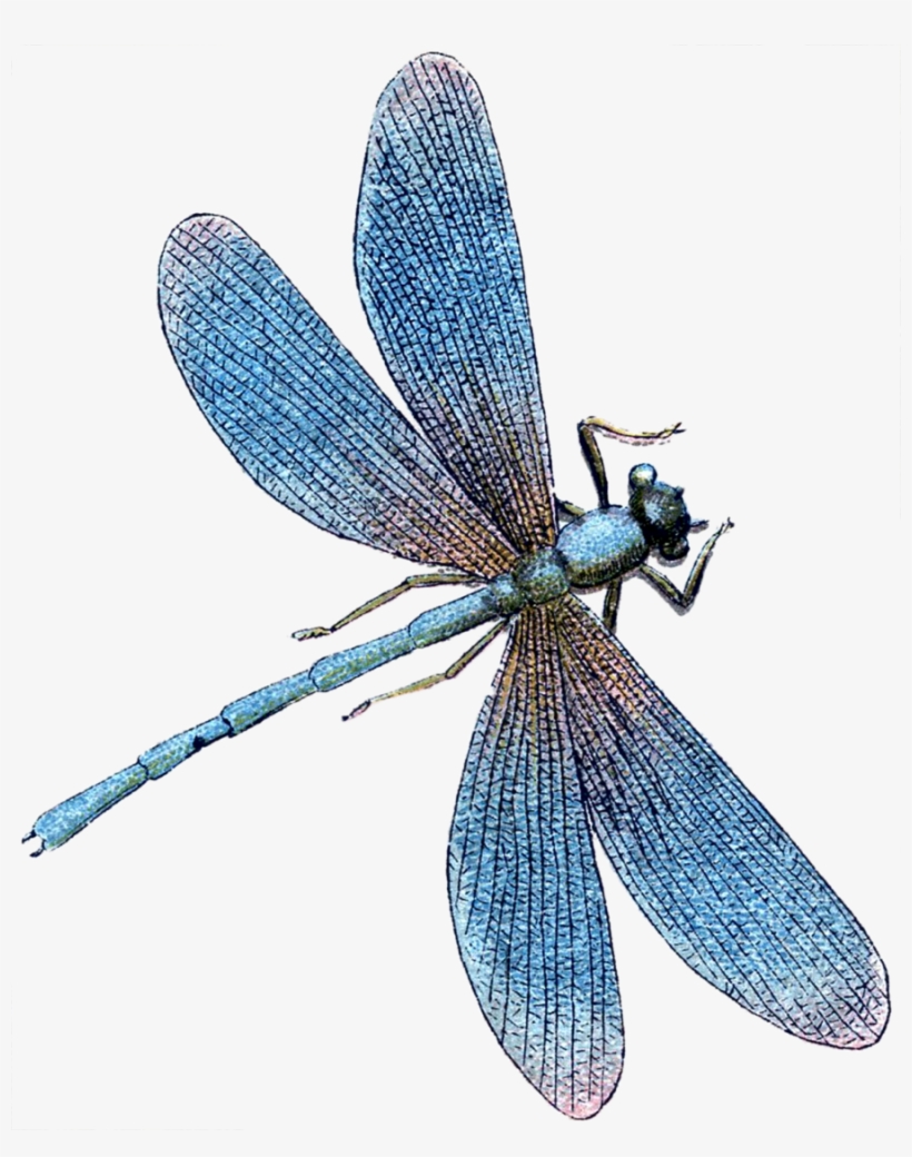 Turquoise Dragonfly Clipart Dragonfly Tile Turquoise - Dragonfly Cross Stitch Pattern, transparent png #3404287