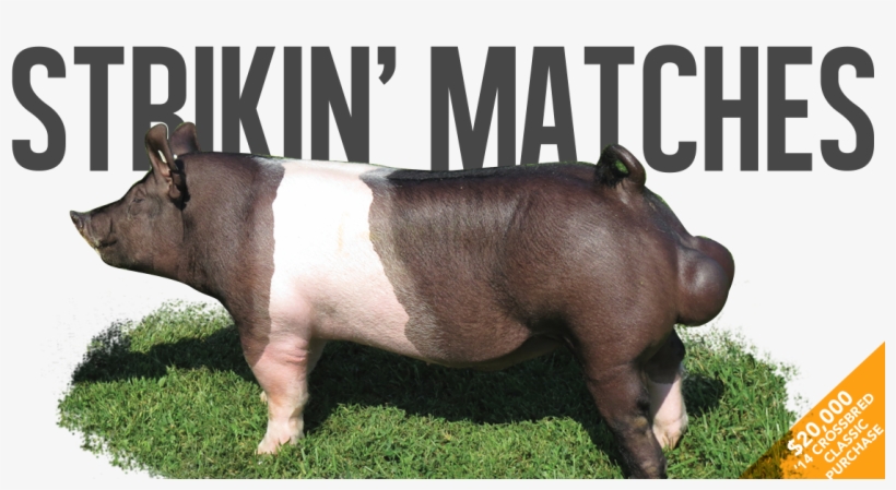 Strikin' Matches - Domestic Pig, transparent png #3405478