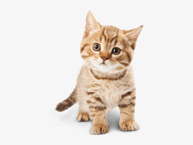 Best Adorable Cat Png Png - Baby Cat Png, transparent png #3405814