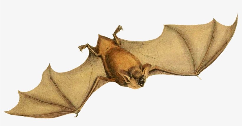 Mystacina Tuberculata Bat - New Zealand Lesser Short-tailed Bat, transparent png #3406360