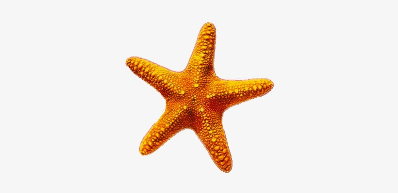 Estrellas De Mar Png, transparent png #3409072