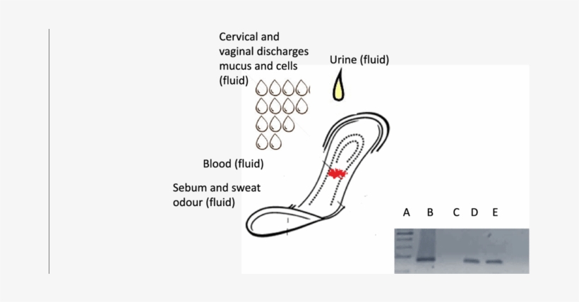 Medical Adsorbent Surgical Bandages As " Adsorber " - Cancer, transparent png #3411711