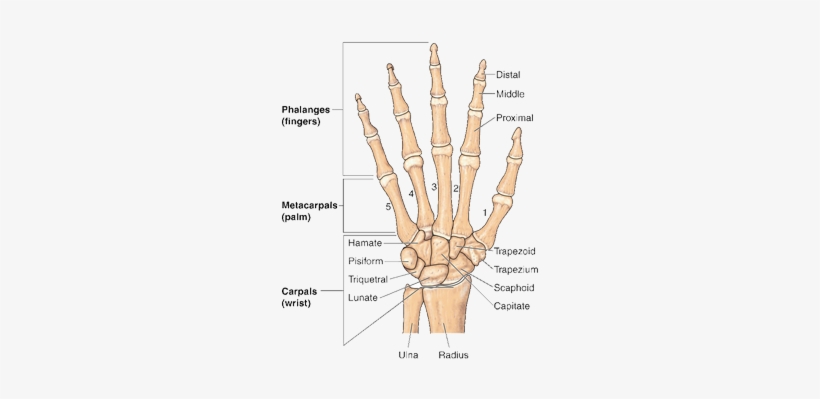 Ganglion Cyst Of The Wrist & Hand - Bones Of Wrist And Hand Labeled, transparent png #3412404