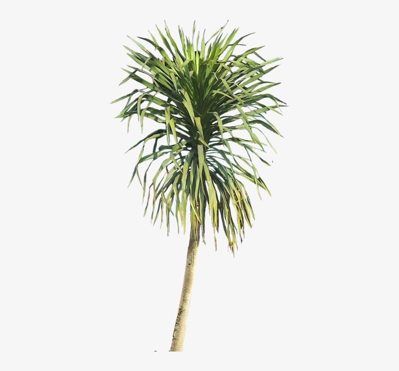 Dacreana01l Tree Psd, Plant Texture, Architecture Graphics - Dracena Draco Png, transparent png #3412906