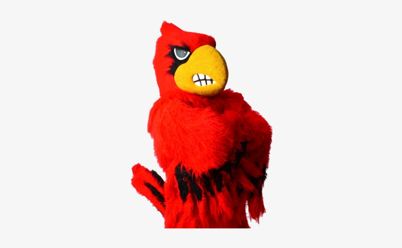 First Name Last Name Date Of Birth Email Parents Email - Louisville Cardinal Mascot Png, transparent png #3415021