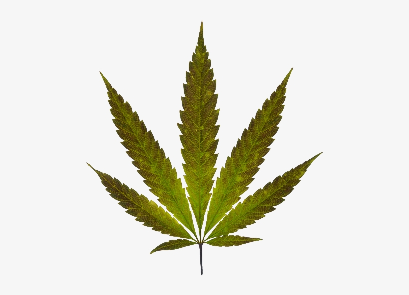 Marijuana Leaf - Real Marijuana Leaf, transparent png #3421433