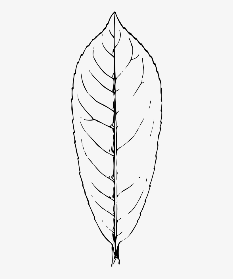 How To Set Use Laurel Leaf Clipart - Laurel Leaf Clipart Black And White, transparent png #3426163