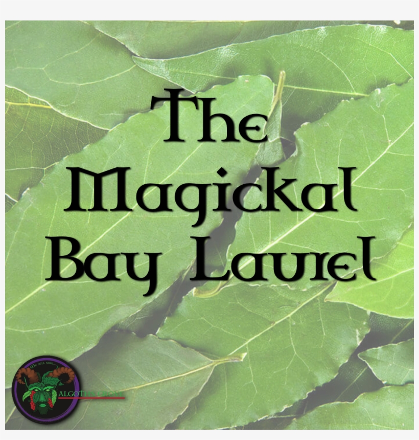 Bay Laurel - Design, transparent png #3426307