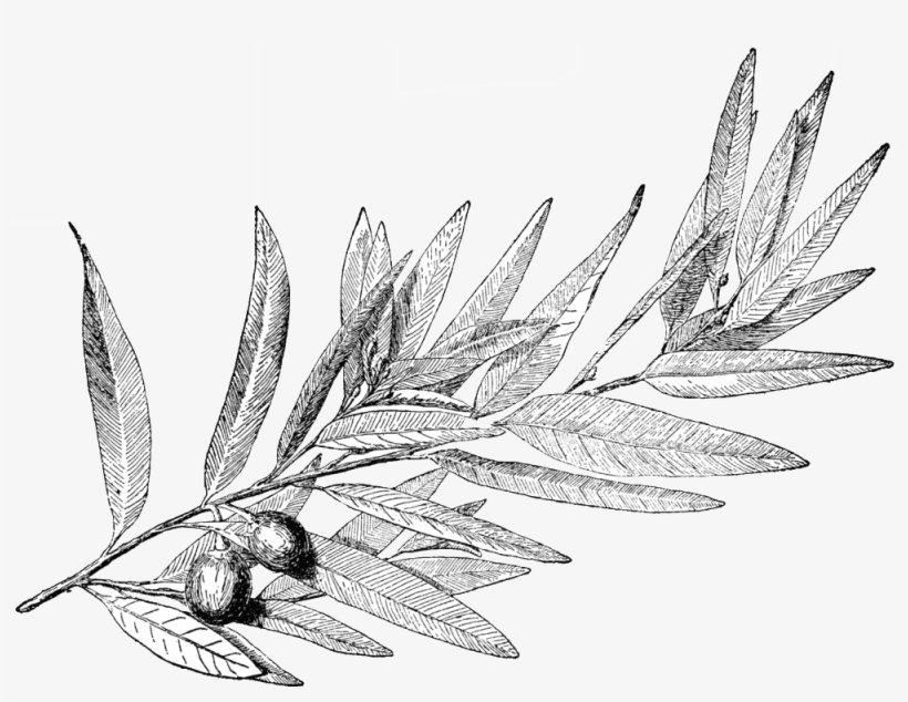 Laurel Leaves, A Symbol Of Honor In Ancient Greece - Laurel Tree Drawing, transparent png #3426489