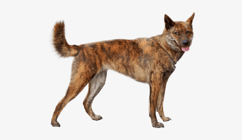 Chó Kai Inu