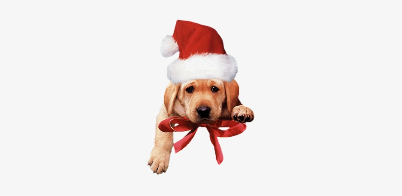 Albanês Gëzuar Krishtilindjen - Fun Saying Merry Christmas, transparent png #3427766