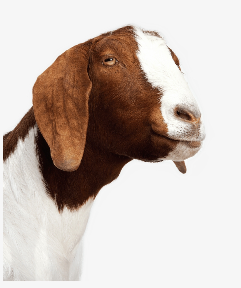 5 Insanely Cute S Of Baby Goats Meeting Other Animals - Splat Splat Splat Overlord, transparent png #3427997