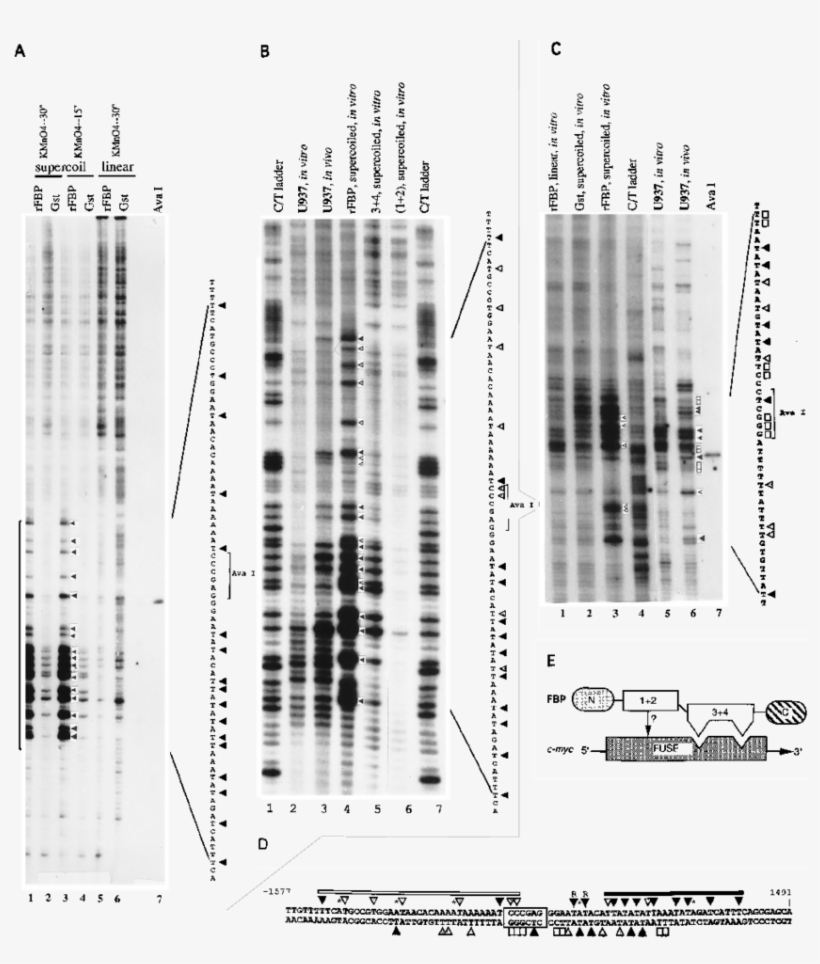 Fbp Binds To Fuse In Supercoiled But Not Linear Dna - Architecture, transparent png #3430206