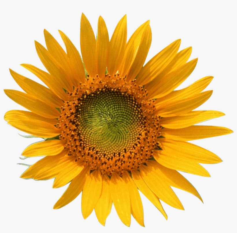 Transparent Sunflower - Yellow Sun Flower, transparent png #3431403