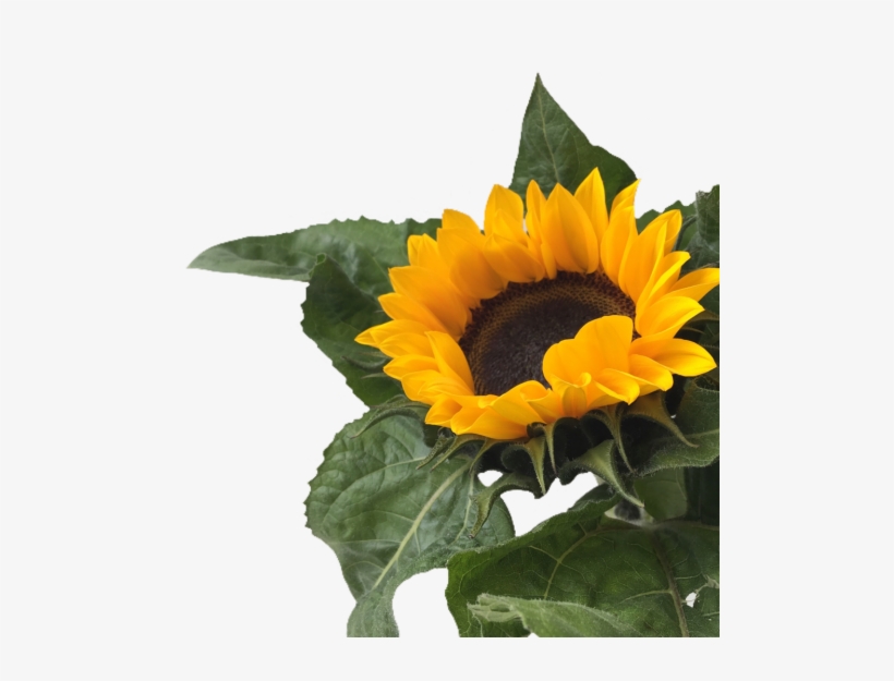 Sunflower Png Tumblr - Sunflower, transparent png #3431496