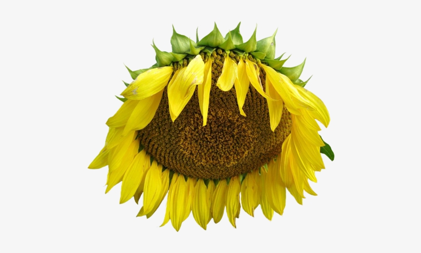 Transparent Sunflower - Tumblr, transparent png #3431520