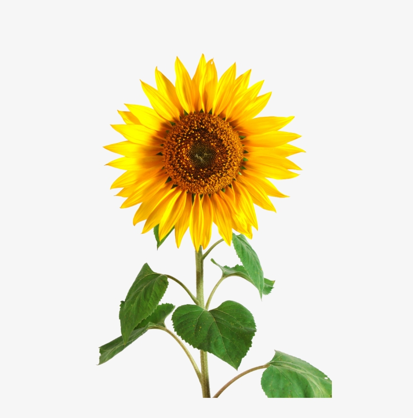 Sunflower Png Tumblr Download - Helianthus Annuus Sunflower Stem, transparent png #3431598