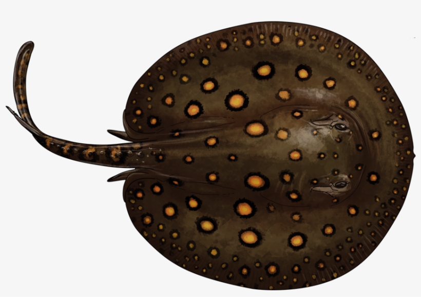Potamotrygon Motoro - Rayas De Agua Dulce, transparent png #3440944