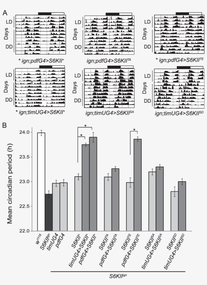 Pseudo-phosphorylated S6kii Rescues The S6kii Ign Short - Document, transparent png #3446260