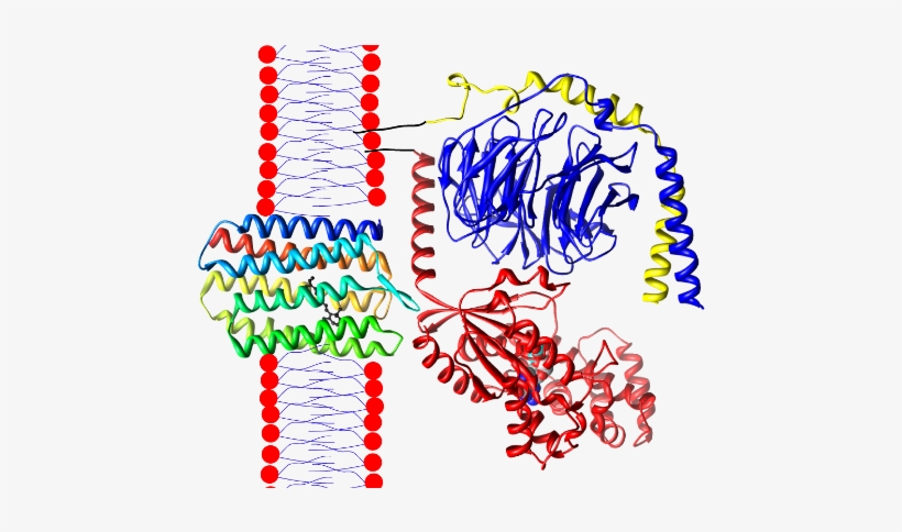 Rhodopsin-transducin - Rhodopsin, transparent png #3448269