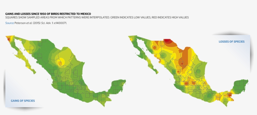 Clay Coloured Thrush Photo - Mexico Country In Black, transparent png #3455397