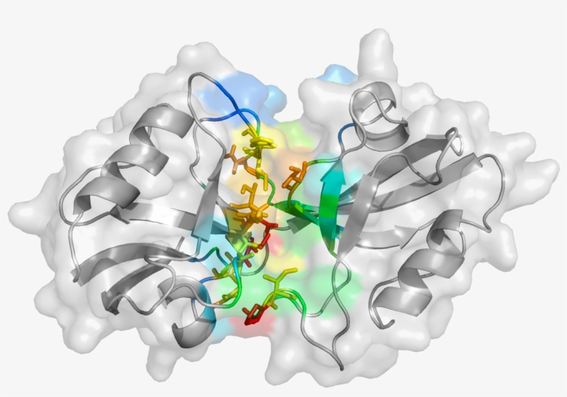 A Cartoon Representation Unveiled By The Study Shows - Illustration, transparent png #3456395