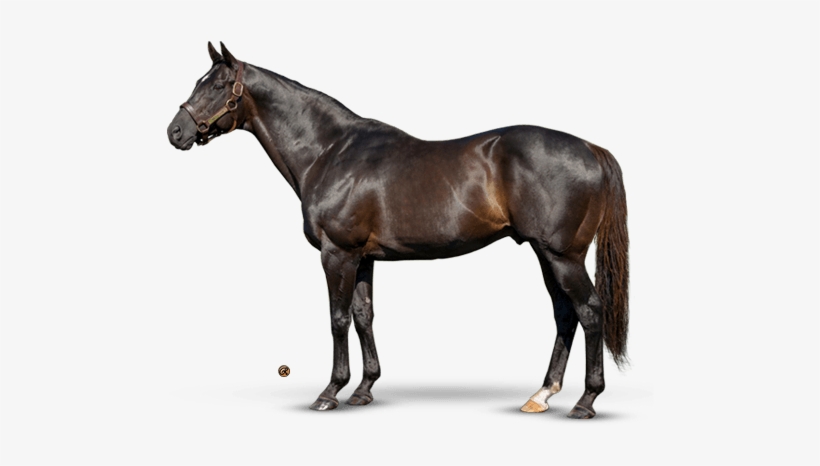 More Than Ready - Collecta Dartmoor Pony, transparent png #3457646