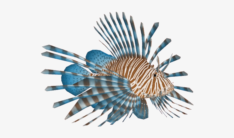 Lionfish, transparent png #3457992