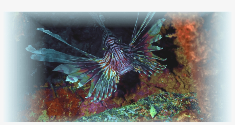 Prevnext - Underwater, transparent png #3458191