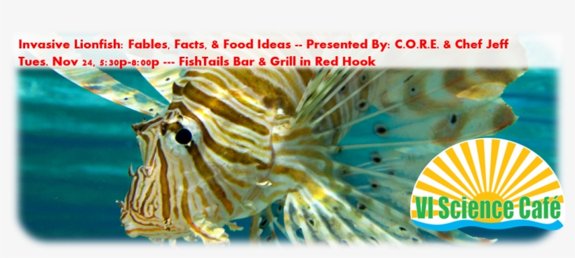 Lionfish, transparent png #3458218