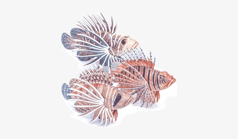 Decorative Lion Fish, Assorted Colors, 6 Inch - Lionfish, transparent png #3458417